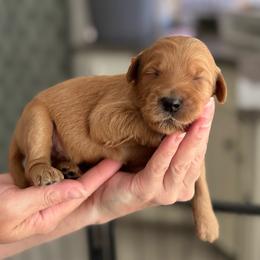 Doc- Orange - Apricot male Goldendoodle puppy in Bay City, Texas from Charming Doods Goldendoodles