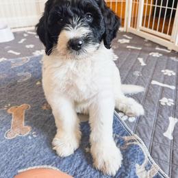Pork chop - Black and white male Bernedoodle puppy in New Harmony, Indiana from Cottonwood Farms