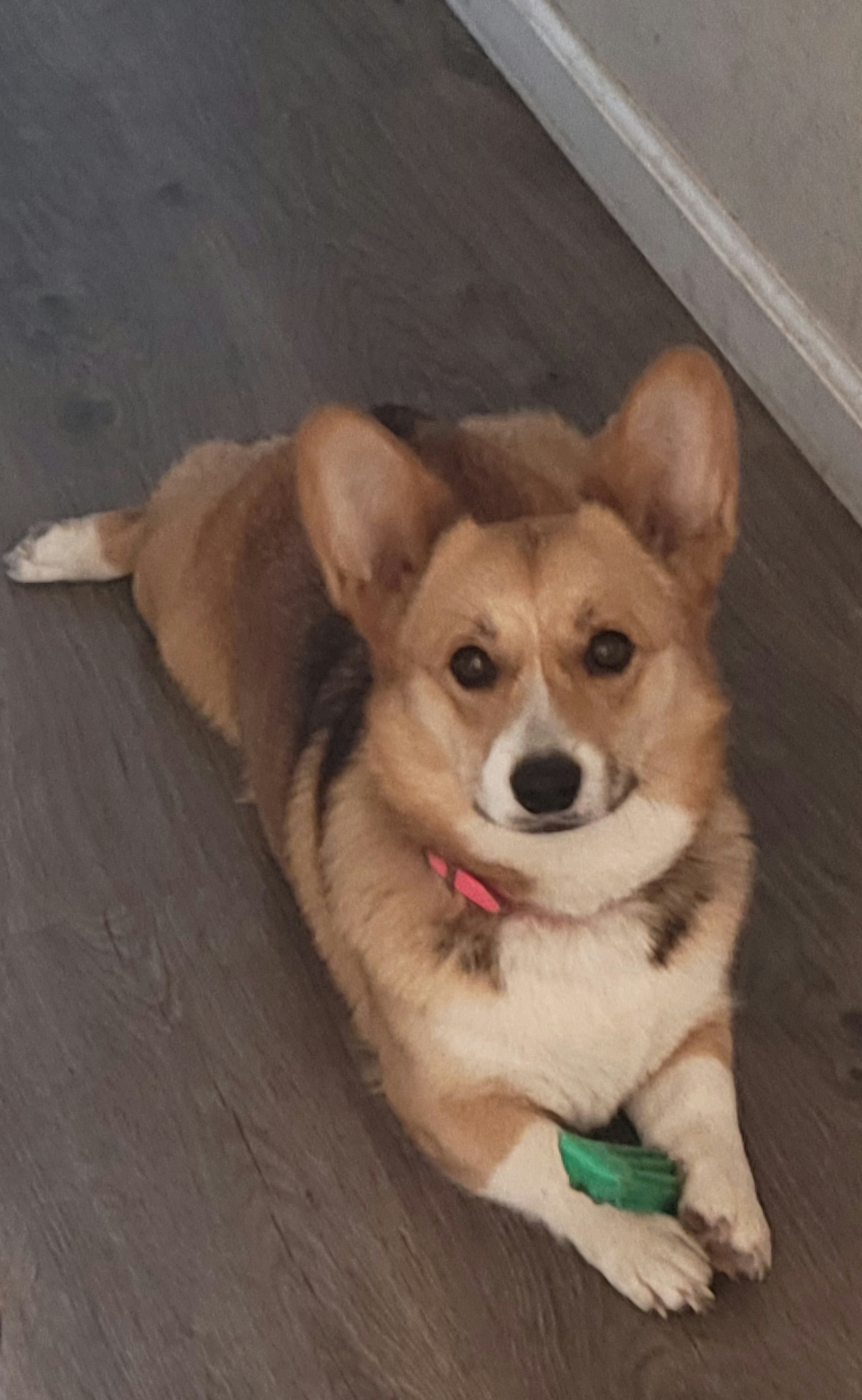 Pembroke Welsh Corgis from Shasta Valley Pembrokes