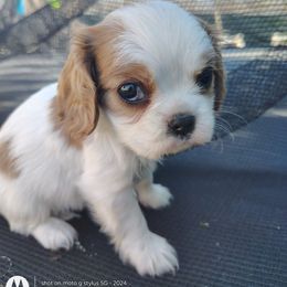Bob - Blenheim male Cavalier King Charles Spaniel puppy in Phoenix, Arizona from Royal Desert Cavaliers