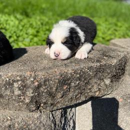 Ryder - Tri-color male Border Collie puppy in Lewis, Iowa from 4Ransom Ranch