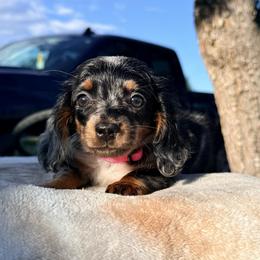 Lily - Dachshund