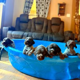 Gunnie - Chestnut and gray female Wirehaired Pointing Griffon puppy in Shelbyville, Texas from AndersonK9Kennels Bayou Beards