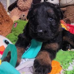 Purple Collar - Female - Black and red female German Shepherd puppy in Charlotte, North Carolina from Zuflucht K9s
