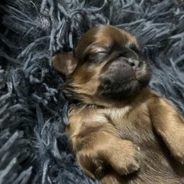 Shih Tzu Puppies from Mosley Kennel Shih Tzu