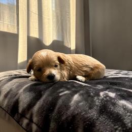 Simba - Red male Maltipoo puppy in Bowling Green, Kentucky from Denise Clark