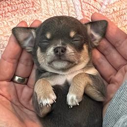 Zara Blue Tri - Blue and tan female Chihuahua puppy in Huntington Beach, California from Amore Chihuahuas