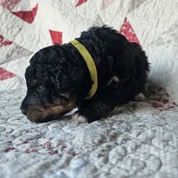 Bernedoodle Puppies from Joyful Pastures Homestead