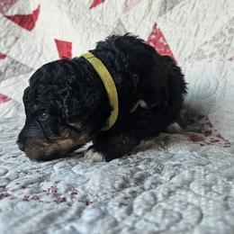 Bernedoodle Puppies from Joyful Pastures Homestead