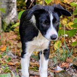 Jet - Black and white male Border Collie puppy in Strafford, Vermont from Thundering Paws Farm Working Collies