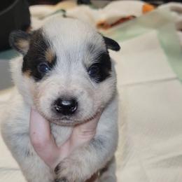 Zeus - Blue male Australian Cattle Dog puppy in Colbert, Oklahoma from LoveAHeeler