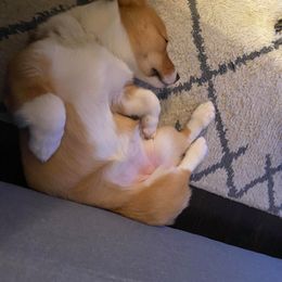 Pembroke Welsh Corgi Puppies from South Texas Blue Collar Corgis
