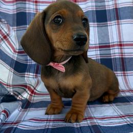 Thelma - Red female Dachshund puppy in Michigan from Hidden Haven Dachshunds