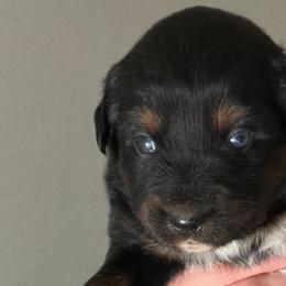 Miniature Australian Shepherds from Alex Clinedinst