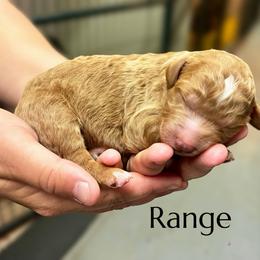 Range - Apricot male Goldendoodle puppy in Willacoochee, Georgia from Kitandkboodle's Doodles