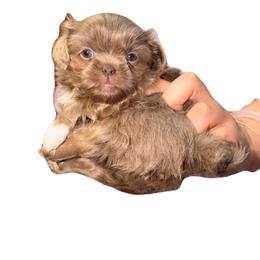 Silver - Lilac female Shih Tzu puppy in Citrus Heights, California from The Lion dog Shih Tzu