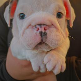 Dice - Blue tri-color male Bulldog puppy in Perris, California from Ohana_626_kennels