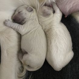 Golden Retriever Puppies from MC Goldens