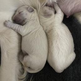 Golden Retriever Puppies from MC Goldens
