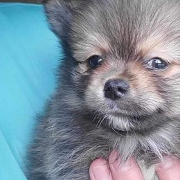 Boy 3 - Pomeranian puppy from CP Kennels