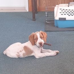 Brittany puppies from 2345 ELO  Erica's Liver & Orange Brittany Puppies