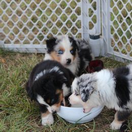 Australian Shepherd Puppies from Westrip Angus & Aussies