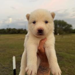 Girl 3 - White female Siberian Husky puppy in Uhland, Texas from Siberian Huskies