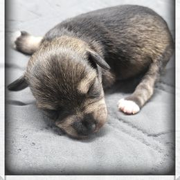 Fern - Salt and pepper female Miniature Schnauzer puppy in Saratoga Springs, Utah from Happy Beard Schnauzers