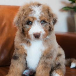 Cosmo - male Australian Mountain Doodle puppy in Lafayette, Missouri from Brick House Farm Doodles