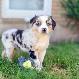 Kristoff - Blue merle male Australian Shepherd puppy in Vernal, Utah from Dancing M Australian Shepherds