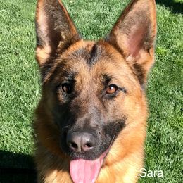 Sara - German Shepherd