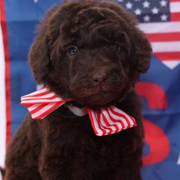 Sparky - USA 250th Litter - Chocolate male Goldendoodle puppy in Westminster, South Carolina from Goldendoodlepuppiessc