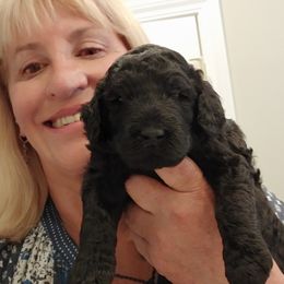 Poodle Puppies from Canterland Farm