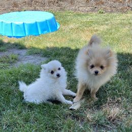 Pomeranian Puppies from Highlander Pomeranians