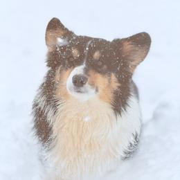 Dottie - Pembroke Welsh Corgi