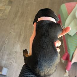 Dachshund Puppies from King Funny Farm