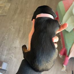Dachshund Puppies from King Funny Farm