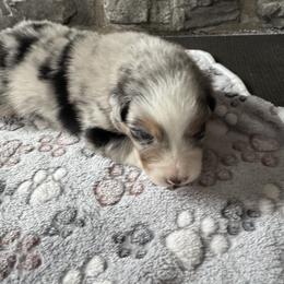 Boy 2 - male Australian Shepherd puppy in California, Kentucky from R and B Aussies