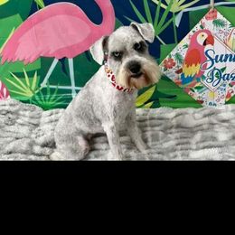 Penelope - Miniature Schnauzer