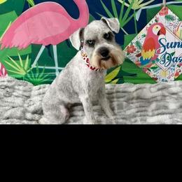 Penelope - Miniature Schnauzer
