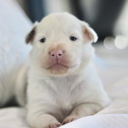 Milo - Blue merle male Border Collie puppy in Hesperus, Colorado from I&A Border Collies