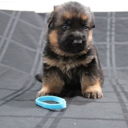 German Shepherd Puppies from Rodney Aguirre