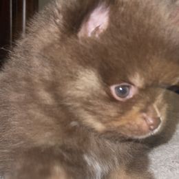 Ema - Chocolate merle Pomeranian puppy in Wyandotte, Michigan from FAITHOPELOVE POMS KENNELS