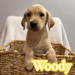 Woody - Yellow male Labrador Retriever puppy in Lucasville, Ohio from Backwoods Labradors