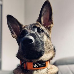 German Shepherds from Wired K9