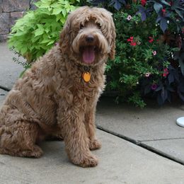 Australian Labradoodle Puppies from Windsor Creek Labradoodles