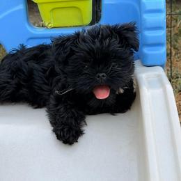 Silver collar - Black female Affenpinscher puppy in Arkansas from Skyfall and Morena