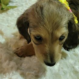 Dachshund Puppies from CLARK'S BREEDING PROGRAM