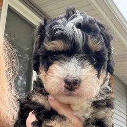 Black tri male - Tri-color male Bernedoodle puppy in Lincoln, Nebraska from GRand Doodles