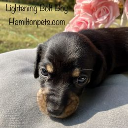 Dachshund Puppies from Shawnee Tribe Dachshunds